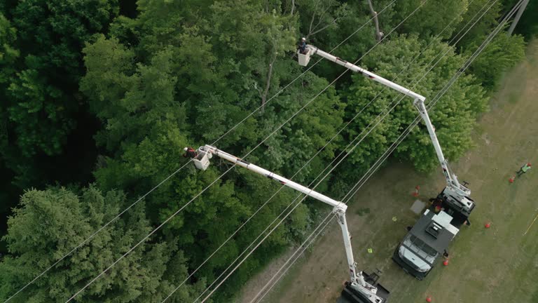 How Our Tree Care Process Works  in Oakville, MO